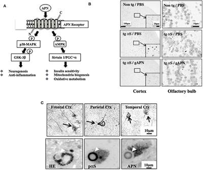 Adiponectin Paradox in Alzheimer's Disease; Relevance to Amyloidogenic Evolvability?